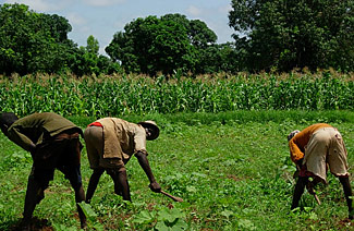 paysans cassés travaillant la terre avec leurs dabas devant un champs de sorgho à Réo
