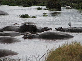 quelques hippopotames au milieu des herbes aquatiques de la mare