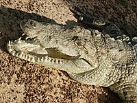 Crocodile de Bazoulé au Burkina Faso