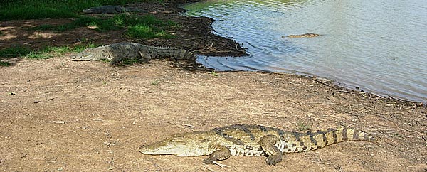 Crocodiles du Nil à Bazoulé