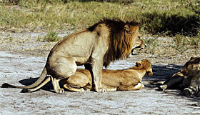 les lions ont trouvé leur paradis dans la savane à l'est du Burkina Faso