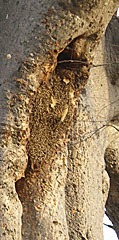 une ruche d'abeilles a colonisé une cavité d'un baobab dans le village de Sela