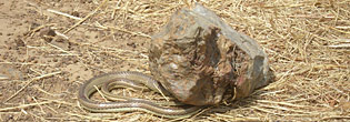 Un serpent tué par un passant à Diébougou
