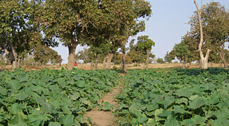 culture de potirons au bord du barrage de Loumbila