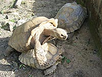 Tortues terrestres à Bazoulé